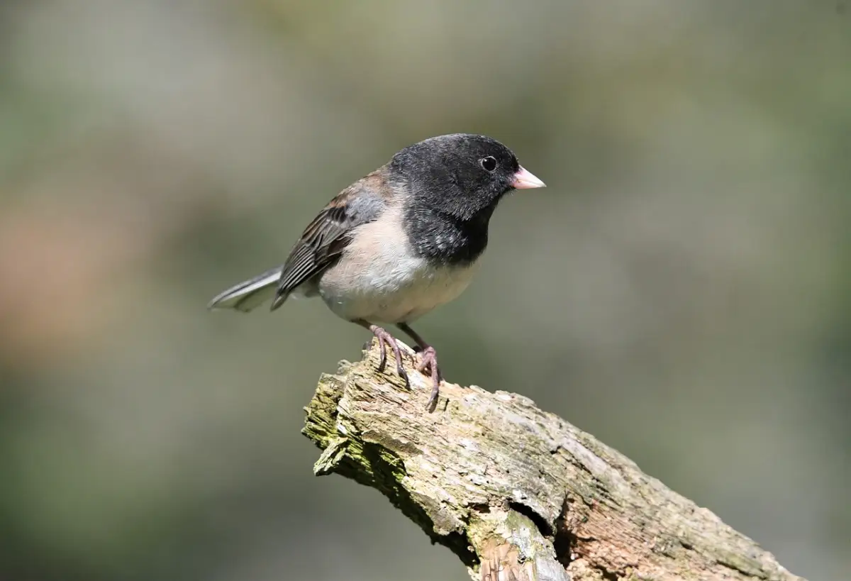 なぜブランドバッグの紙袋は丈夫なのか